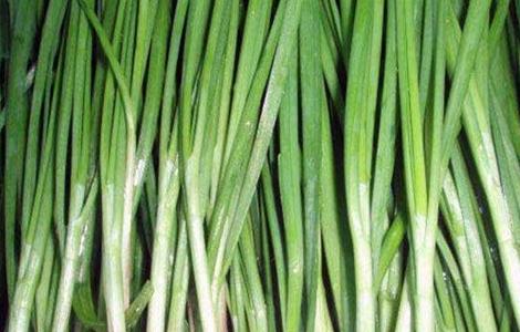 红韭菜栽培技术 红韭菜栽培技术与管理