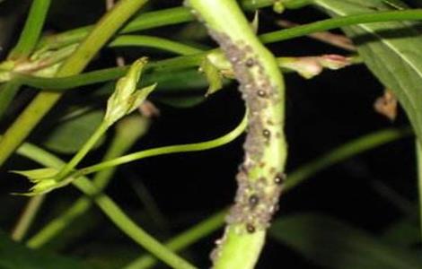 豆角不开花原因及解决方法 豆角不开花原因及解决方法图片