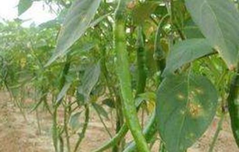 辣椒弯果是怎么回事(辣椒弯果是什么原因导致的)