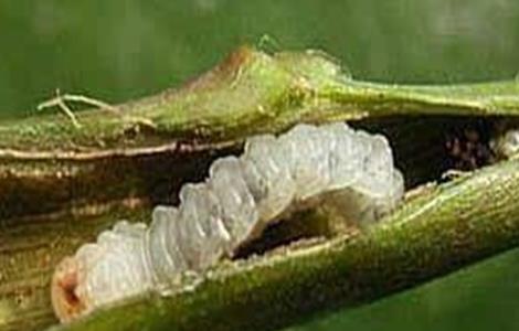 四季豆钻心虫的防治措施（四季豆钻心虫的防治措施视频）