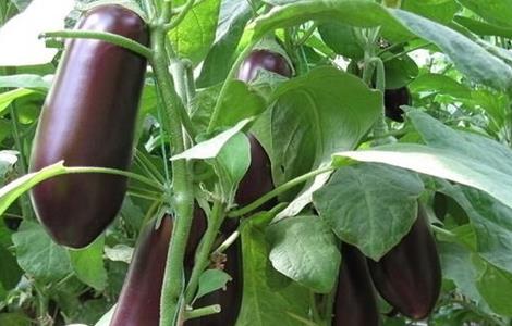 露地夏茄子管理技术 露地茄子种植技术与管理