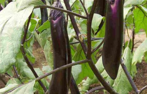 夏季露地茄子七月种植法（夏季露地茄子七月种植法）