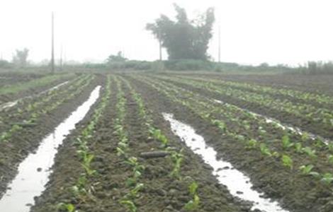 莲藕定植不发棵原因 莲藕定植不发棵原因是什么