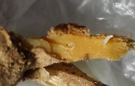 生姜烂姜的原因 生姜在什么情况下容易烂