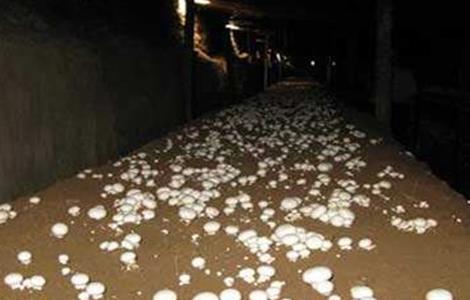 蘑菇对生长环境的要求（蘑菇生长需要的环境）