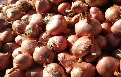 毛葱的种植方法 毛葱的种植方法和管理