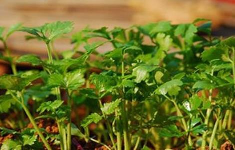 香菜的贮藏方法 香菜的贮藏方法有哪些