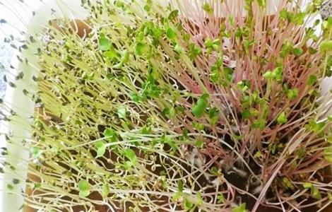 萝卜芽的种植方法(萝卜发芽怎么种成盆栽)