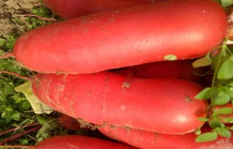 大棚红皮萝卜种植技术 大棚红皮萝卜种植技术视频