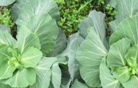 甘蓝先期抽苔的原因 甘蓝抽苔怎么回事