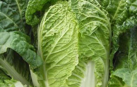 大白菜中后期管理技术(大白菜的后期管理技术)
