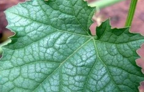 丝瓜叶子发白怎么回事（丝瓜叶片当中发白是什么病?）