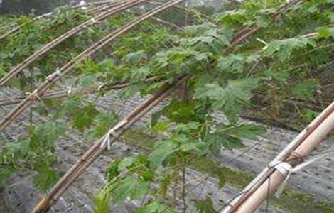 苦瓜施肥过多会怎样（苦瓜施肥多了怎么办）