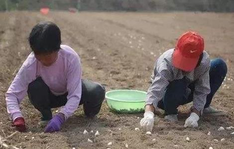 秋播大蒜栽培 秋播大蒜栽培技术要点