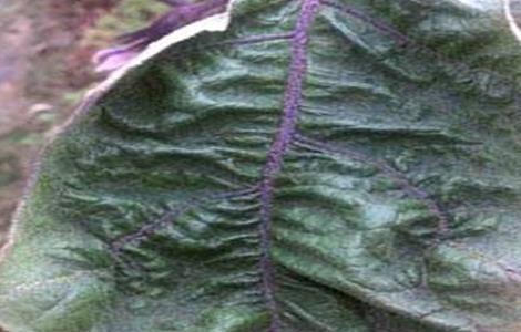 茄子卷叶怎么回事 茄子卷叶是什么毛病