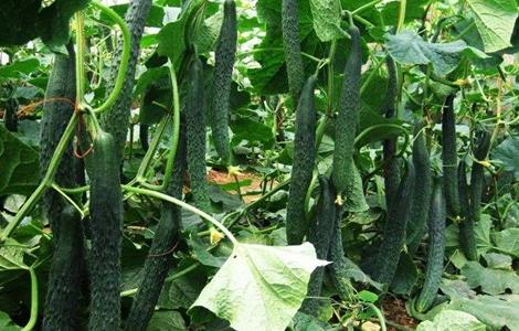 黄瓜栽培技术要点 黄瓜栽培技术要点有哪些