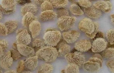 番茄种子催芽方法 番茄种子催芽方法图解