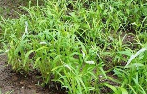 空心菜种植技术(空心菜种植技术与管理)