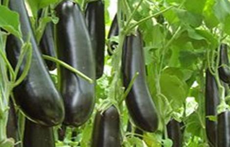 无公害茄子生产技术 无公害茄子生产技术规范