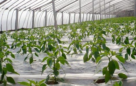 夏季蔬菜施肥时间和方法 夏季蔬菜施肥时间和方法表