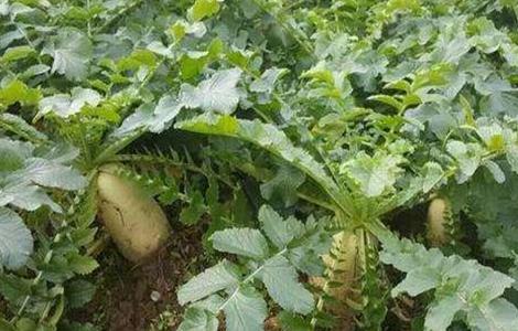 秋萝卜种植技术 秋萝卜种植技术视频