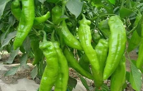 辣椒秋延后栽培技术 辣椒秋延后栽培技术与管理