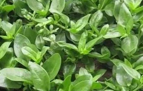 田七菜的种植方法 田七菜的种植方法视频