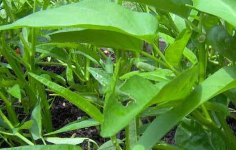 空心菜茎基肿大原因及防治方法（空心菜根肿病）