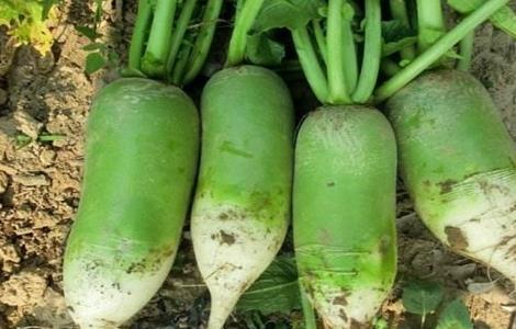八月适合种植什么蔬菜（八月适合种植什么蔬菜呢）