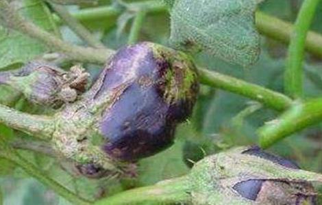 茄子长锈是什么原因 茄子长锈了怎么办