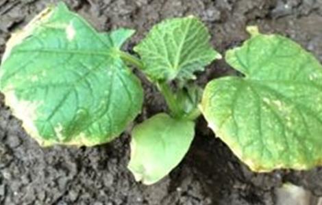苦瓜死苗原因及防治方法(苦瓜死苗原因及防治方法图解)