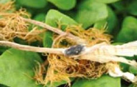 茴香菌核病的防治方法（小茴香病害防治疗方法）