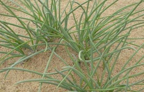 沙葱种植技术要点 沙葱种植技术要点有哪些
