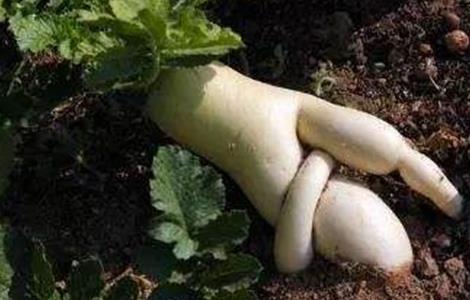 萝卜分叉该怎么办 胡萝卜长的分叉能吃吗