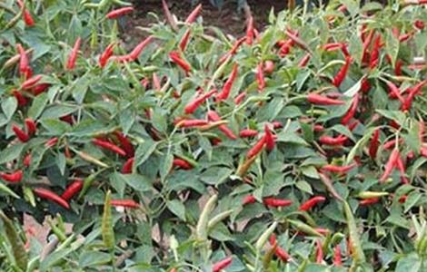 朝天椒怎么种植 朝天椒怎么种植方法家里