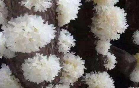 银耳如何培育 银耳培植方法