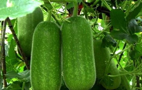 冬瓜定植后如何管理（种植冬瓜如何管理）