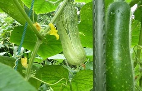 如何提高冬瓜坐果率 如何提高冬瓜坐果率视频