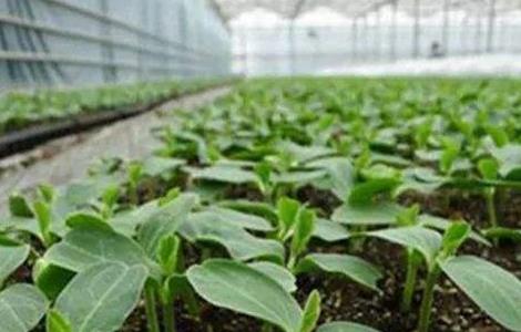 越冬茄子的育苗技术 越冬茄子的育苗技术是什么