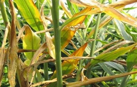 大姜死棵严重的防治方法（大姜死棵严重的防治方法有哪些）