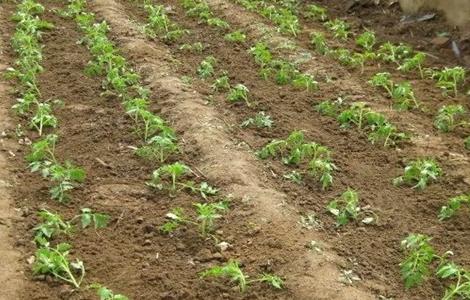 蔬菜定植后萎蔫怎么办 蔬菜移栽后叶子萎蔫怎么办