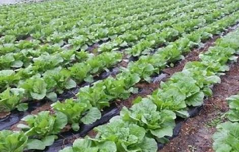 秋冬大白菜田间管理 秋冬大白菜田间管理要点