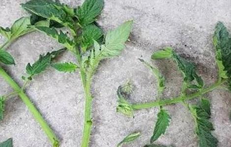 秋延后西红柿种植技术（秋延后西红柿种植时间）