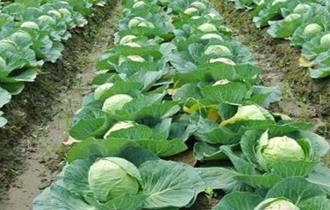 秋季露地甘蓝种植技术(露地甘蓝种植管理技术)