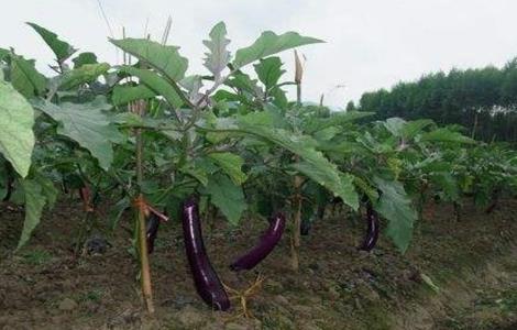 茄子长弯是什么原因 茄子是弯的吗
