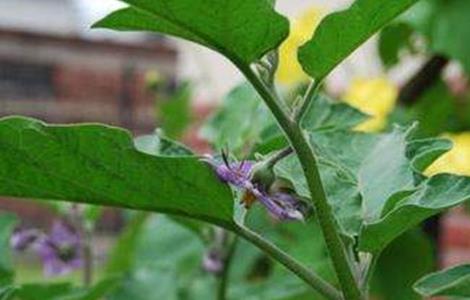 茄子弱棵发生原因及解决方法（茄子苗弱怎么办）