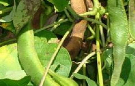 芸豆烂根死棵原因及防治方法 芸豆烂根死棵原因及防治方法