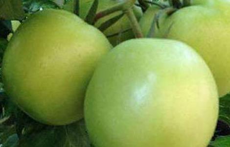 番茄黄皮果原因及预防措施 番茄果皮红色对黄色