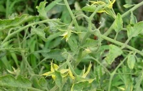 番茄黄叶原因及预防措施（番茄有黄叶怎么防治）