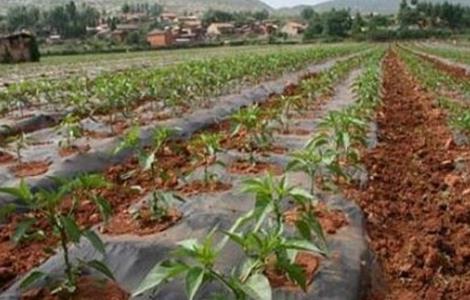 秋茬辣椒定植注意事项（种植秋辣椒需要注意什么）